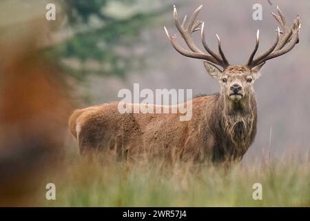 Aktenfoto vom 11/23 mit einem Rotwild in herbstlicher Farbe im Bradgate Park in Leicestershire. Experten haben gewarnt, dass mehr getan werden muss, um das Ausmaß der schädlichen Bleiexposition bei wilden Säugetieren zu verstehen, nachdem eine Studie gezeigt hat, wie weit es unter Arten auf dem Planeten verbreitet ist. Ausgabedatum: Montag, 11. März 2024. Stockfoto