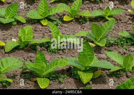 Landwirtschaftliche Tabakfelder. Frische natürliche Jungtabakpflanzen auf Tabakfeldern nach Regen, Deutschland. Green Jung Tabak Setzling, Nahaufnahme. Stockfoto