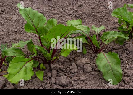 Blatt der Rübenwurzel. Frische grüne Blätter von Rübenwurzel oder Rübenwurzel-Sämling. Reihe von grünen jungen Rüben Blätter Wachstum in Bio-Farm. Closeup Rote Beete verlassen Stockfoto