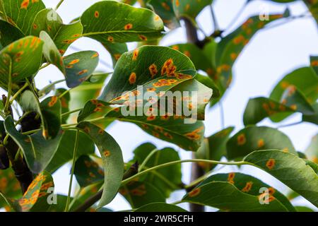 Birnenblätter mit Birnenrostbefall. Stockfoto