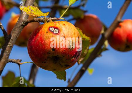 Ein Stapel Äpfel mit Apfelschorf-Krankheit. Stockfoto