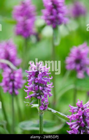 Stachys officinalis Hummelo, Betony Hummelo, Spitzen von violett-rosa Blüten im Sommer Stockfoto