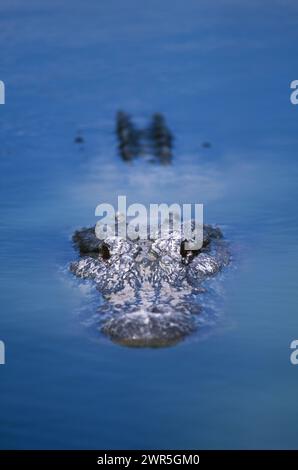 USA: Florida: Collier County: Big Cypress National Preserve: Ein amerikanischer Alligator (Alligator mississippiensis). Stockfoto