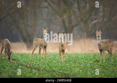 Rehe im grünen ländlichen Feld Stockfoto