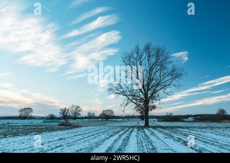 Ein großer Baum, der auf einem schneebedeckten landwirtschaftlichen Feld wächst Stockfoto