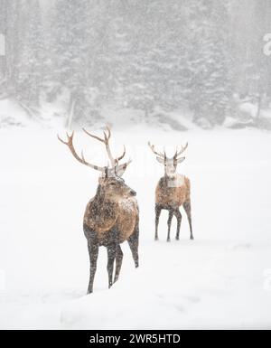 Zwei männliche Rotwild stehen an einem schneebedeckten Tag am Waldrand. Stockfoto
