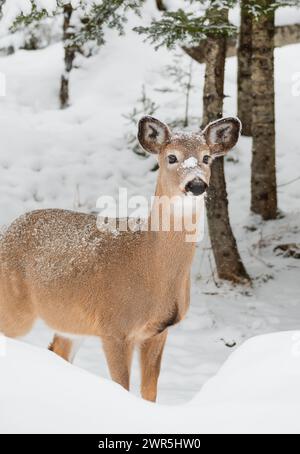 Nahaufnahme von Weißwedelhirschen, die an verschneiten Wintertagen im Wald stehen. Stockfoto