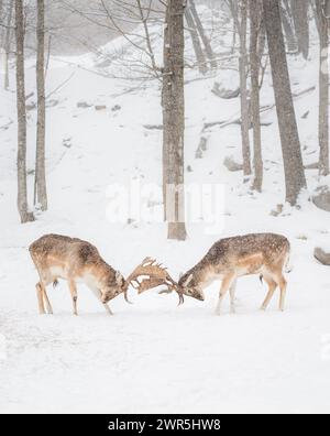Zwei männliche Damhirsche, die sich an einem Wintertag mit Geweih verschließen. Stockfoto
