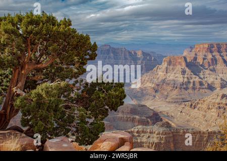 Ein Baum gegen Berge am Grand Canyon Stockfoto