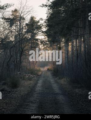 Eine nebelige Landstraße, die sich durch einen Wald schlängelt Stockfoto