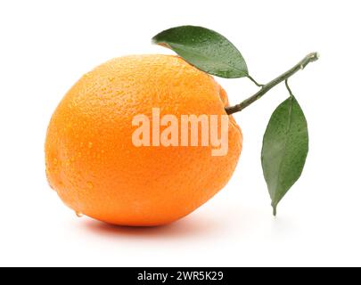 Ganze Orangenfrüchte und Segmente oder Kanteln isoliert auf weißem Hintergrundausschnitt Stockfoto