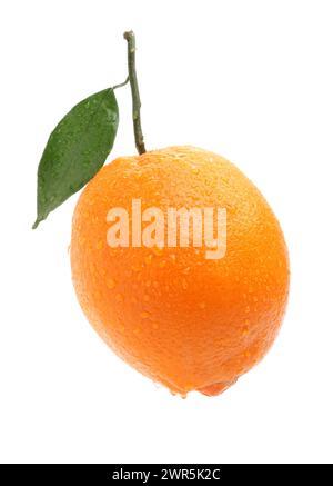 Ganze Orangenfrüchte und Segmente oder Kanteln isoliert auf weißem Hintergrundausschnitt Stockfoto
