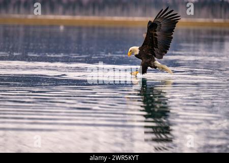 Weißkopfseeadler fliegen tief über Wasser und schlürfen Stockfoto