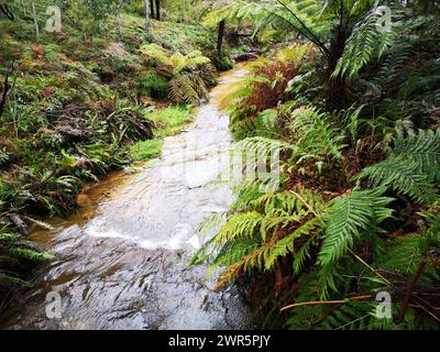 Ein Bach, der sich durch einen üppigen Wald schlängelt. Blue Mountains Region, Australien Stockfoto