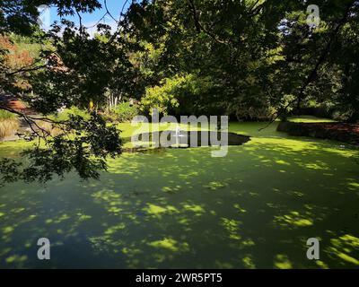 Ein mit grünen Algen bedeckter Park-Teich mit einem kleinen Brunnen. Auckland, Neuseeland Stockfoto