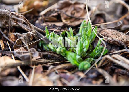 Aufstrebende junge Hosta-Blätter im Frühjahr Stockfoto