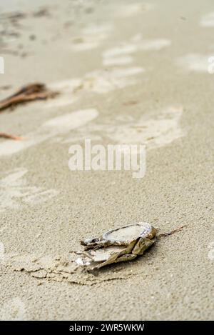 Ein degradiertes, zerstoßenes Aluminium-Getränk kann an einem Strand im hohen Norden von Queensland, Australien, gespült werden Stockfoto