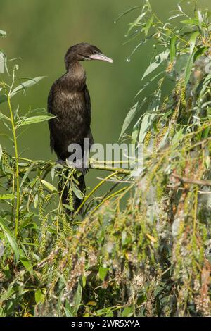 Pygmäen-Kormoran (Phalacrocorax pygmeus) in einer Buschfront vor grünem Hintergrund Stockfoto