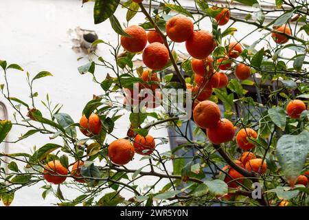 Orangen Reifen auf einem Baum in Andalusien Stockfoto