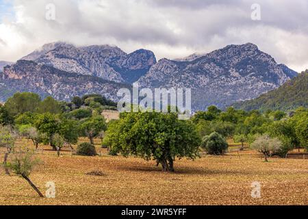 Feld mit Johannisbrot-, Oliven- und Mandelbäumen vor einem Gebirgszug der Serra de Tramuntana auf Mallorca, Mallorca, Balearen, Spanien, Europa Stockfoto