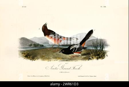 Alte gravierte Illustration des arktischen bodenfinks (Pipilo erythrophthalmus). Erstellt von J.J. Audubon: Birds of America, Philadelphia, 1840. Stockfoto