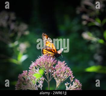 Eine Makroaufnahme eines wunderschönen orangen Monarchschmetterlings auf rosa Blumen Stockfoto