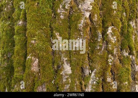 Poplar, Populus bark, tree trunk covered with moss, closeup. Natural background. Trencin, Zamarovce Slovakia Stockfoto
