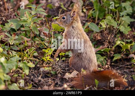 Ein kleines braunes Eichhörnchen isst Blätter Stockfoto