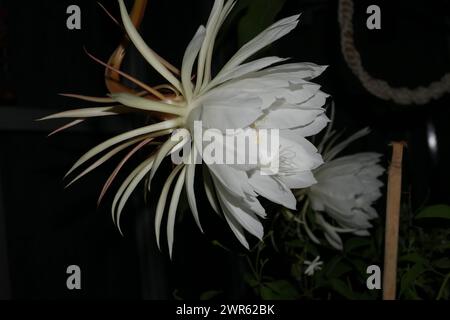 Brahma Kamal Stockfoto