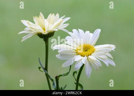 Blüte Shasta Daisy, Leucanthemum Goldfinkenblumen, Nahaufnahme. Isoliert auf einem natürlichen grünen Hintergrund. Ziergarten Trencin, Slowakei Stockfoto