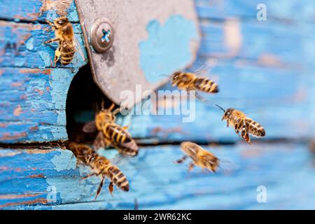 Von der runden Tür des verwitterten Bienenstöckchens aus, Stockfoto