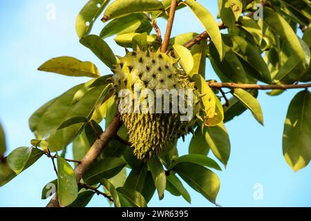 Soursop-Früchte wachsen auf dem Baum im Dschungel von Sarawak Borneo East Malaysia Stockfoto