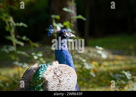 Rückansicht eines Pfaus, der im Park spaziert. Stockfoto