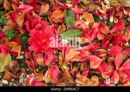 Kamellia 'Freedom Bell' ist nach dem Frost auf den Boden gefallen. Stockfoto