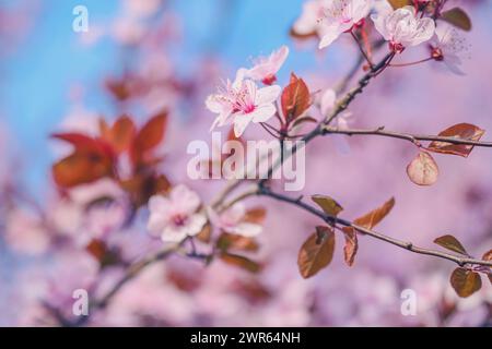 Kirschpflaume Baumwipfel in der Blüte, schöner Hintergrund der Frühlingssaison, Nahaufnahme mit selektivem Fokus Stockfoto