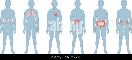 Innere Organe des menschlichen Körpers. Magen, Leber, Darm, Blase, Lunge, Niere, Herz, Blase. Symbole festlegen. Vektorposter. Flache Abbildung. Mensch A Stock Vektor