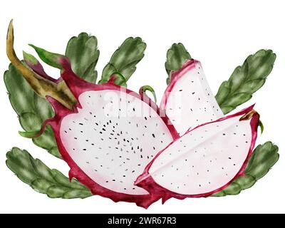 Drachenfrucht Aquarellillustration. Pitahaya-Kaktusfrüchte, in zwei Hälften geschnitten auf einem isolierten weißen Hintergrund. Botanische Handzeichnung reifer Lebensmittel Stockfoto