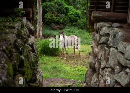 Pferd an der archäologischen Stätte Tohua Koueva, Nuku Hiva Stockfoto