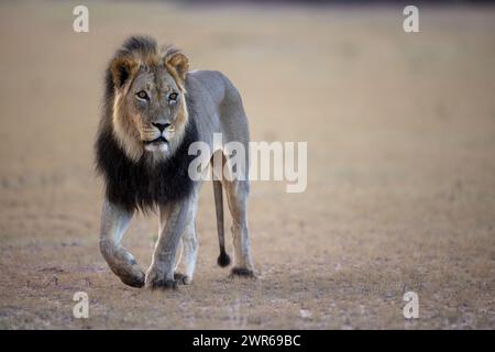 Stockfoto eines hübschen erwachsenen männlichen schwarzen Mähnen-Löwen (Panthera leo) auf einer Ebene mit kurzem Gras in der Kalahari Stockfoto