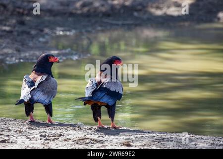 Zwei reife Bateleur-Adler (Terathopius ecaudatus) an einem Wasserloch Stockfoto