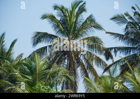 Kokospalme, flacher Blickwinkel. Palmen vor blauem Himmel. Cocos nucifera, auch Kokos oder Kokospalme genannt. Kein Mensch, Straßenfoto Stockfoto