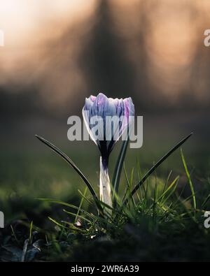 Ein Crocus vernus, der im Sonnenlicht inmitten von Gras wächst. Stockfoto