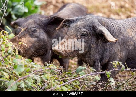 Ferkel von Porc Negre Mallorquì züchten Wurzel und graben mit ihren Schnauzen auf der Weide auf Mallorca, Mallorca, den Balearen, Spanien und Europa Stockfoto