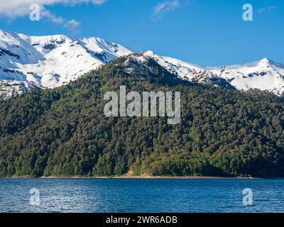 Araucaria Wald auf Hügeln am See Conguillio, Conguillio Nationalpark, Chile Stockfoto