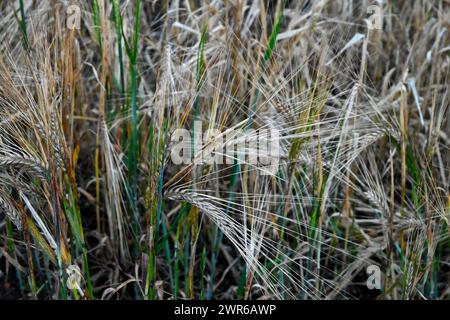 Gerste und Gräser Stockfoto