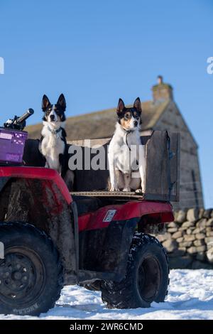 Zwei Border Collie Sheepdogs saßen auf dem Rücken eines Quad-Fahrrads. North Yorkshire, Großbritannien. Stockfoto