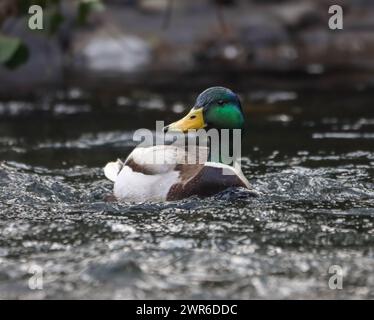 Eine männliche Stockente schwimmt in der Nähe von Felsen im flachen Wasser Stockfoto