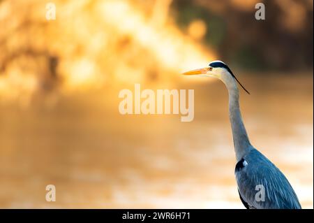 Grauer Reiher steht am Ufer und wartet geduldig auf Fischbeute. Es ist ein sehr sonniger und farbenfroher Morgensonnenaufgang Stockfoto