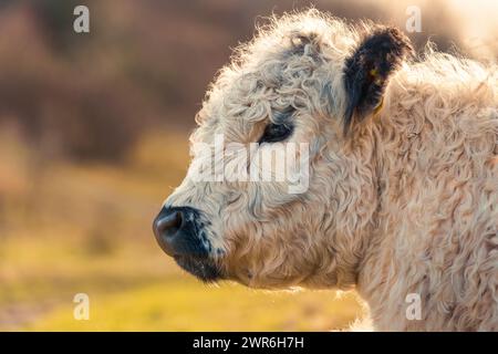 Nahaufnahme eines schottischen Highland-Rinderprofils Stockfoto