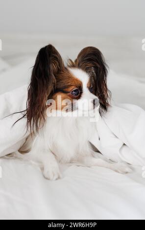 Papillon-Hund auf Bett unter weißer Decke Stockfoto